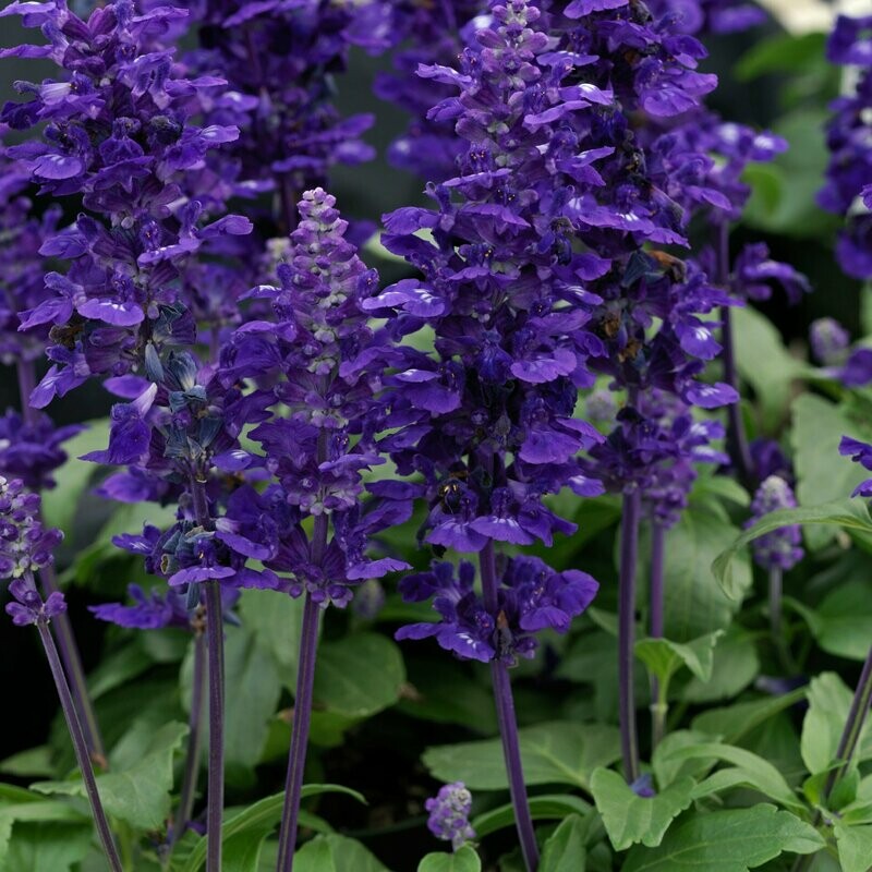 Salvia Velocity Blue