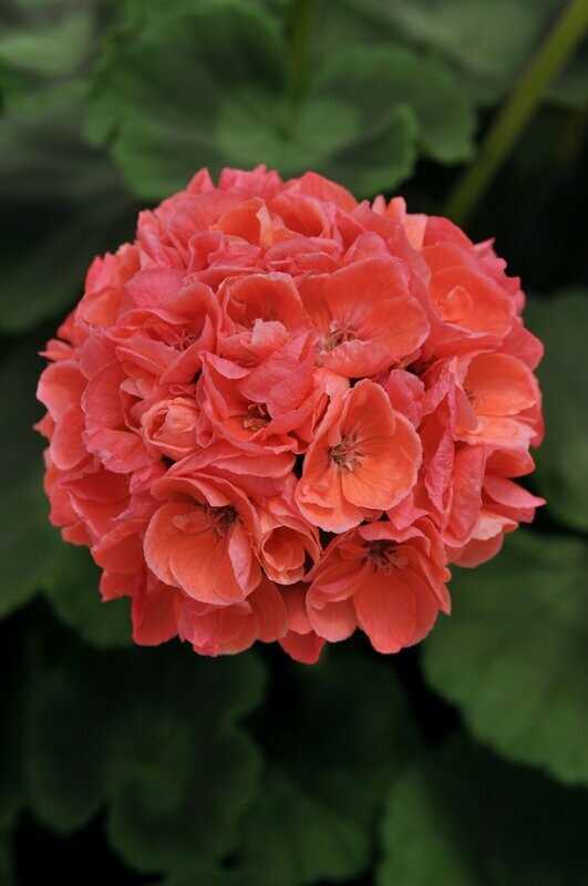 Geranium Dynamo Dark Salmon Basket