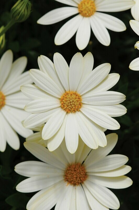 Osteospermum Voltage White Pot
