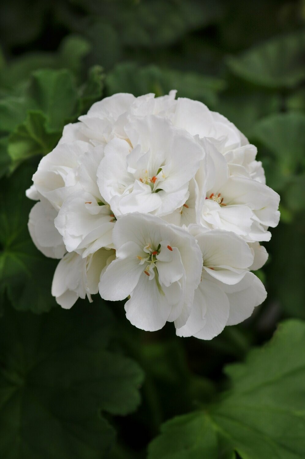 Geranium Dynamo White Pot