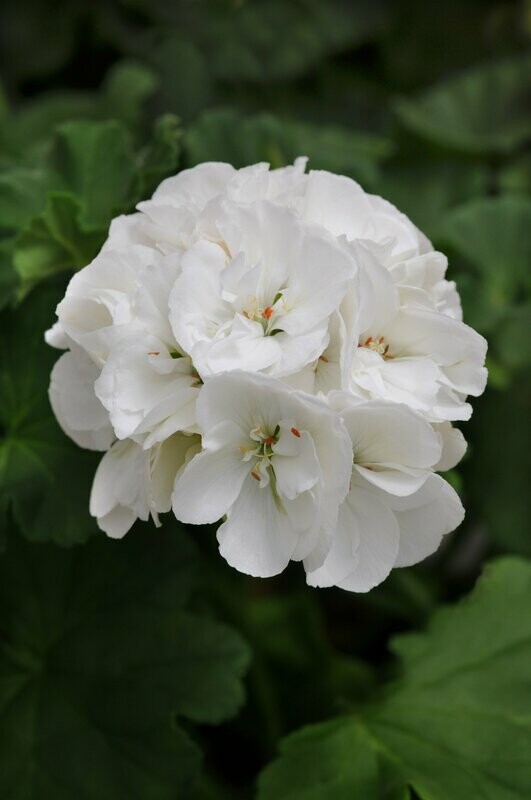 Geranium Dynamo White Pot
