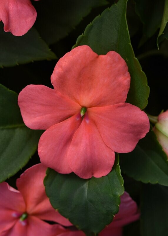 Impatiens Beacon Coral Basket