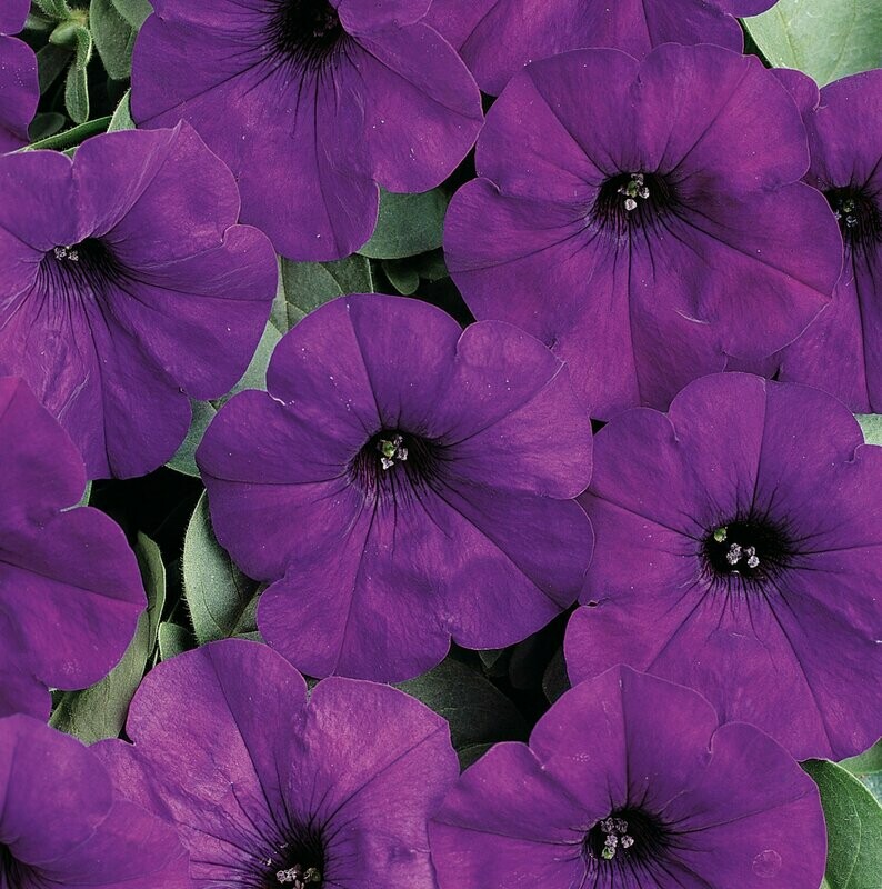Petunia Blue Wave Pot