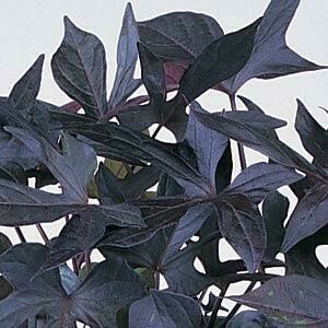 Potato Vine Blackie