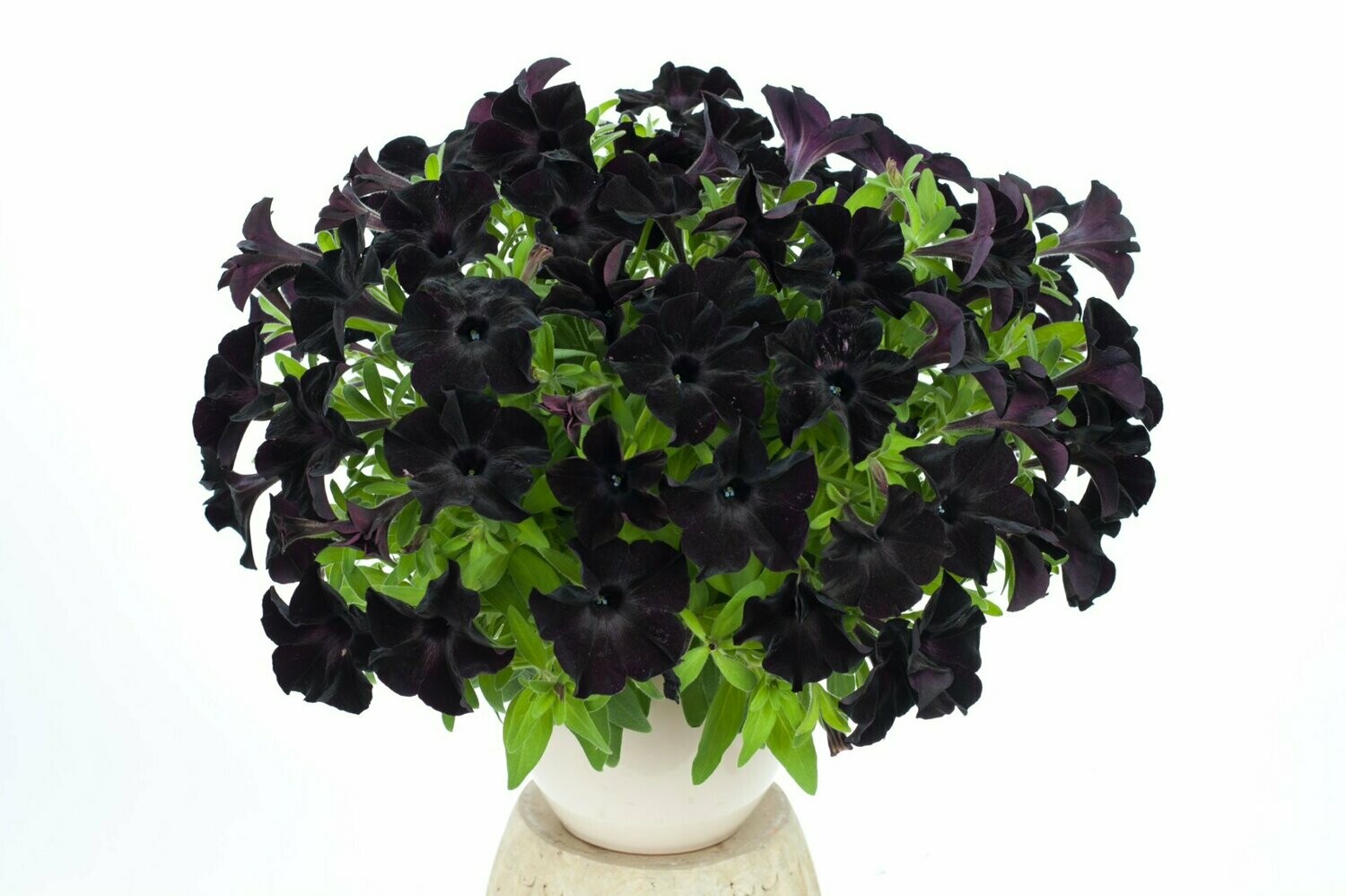 Petunia Black Magic Pot