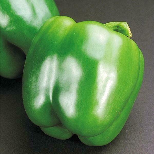 Pepper California Wonder