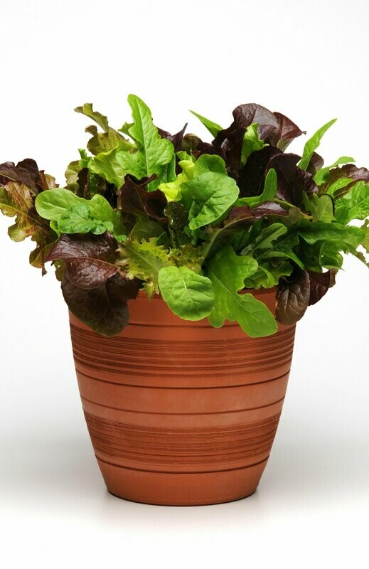 Salad Bowl City Garden Mix