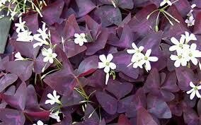 Oxalis Charmed Wine