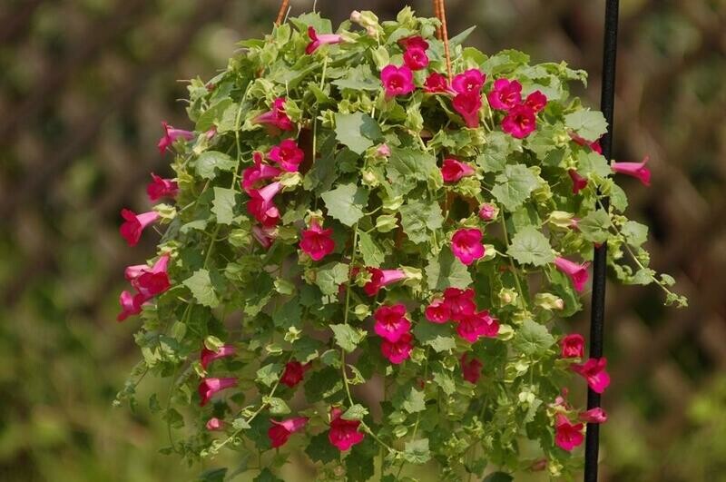 Lophospermum Compact Rose Pot