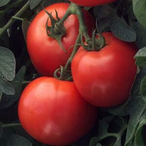 Tomato Early Girl