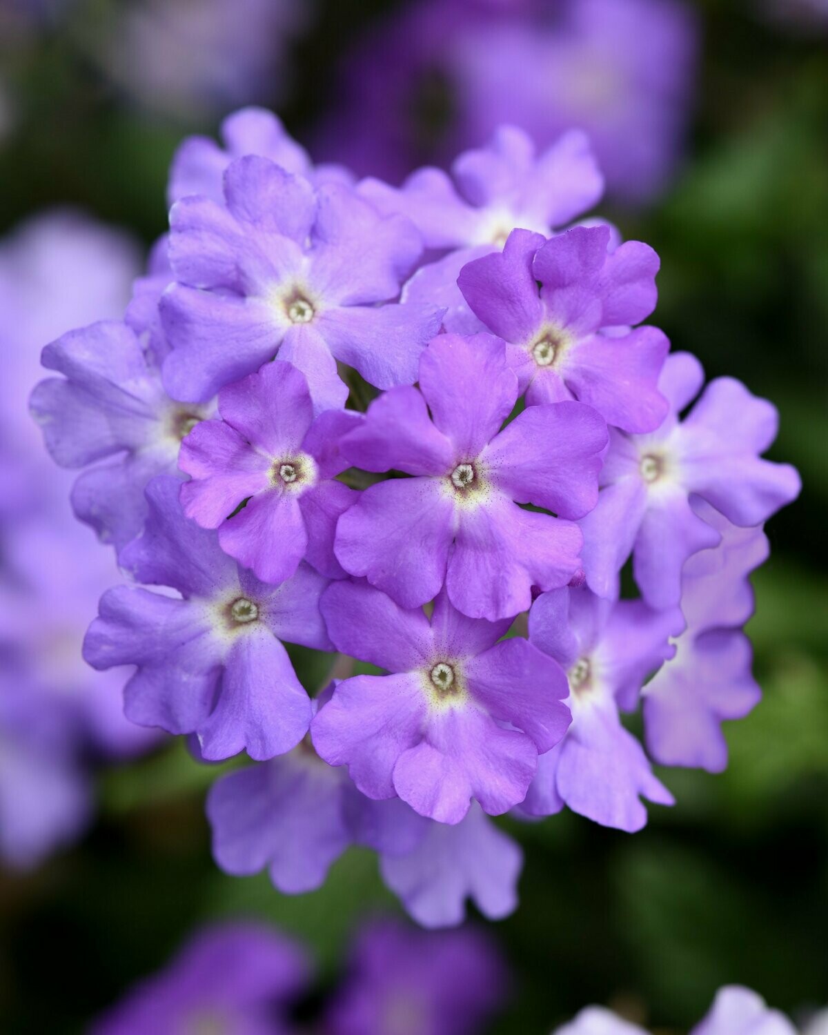 Verbena Firehouse Lavender