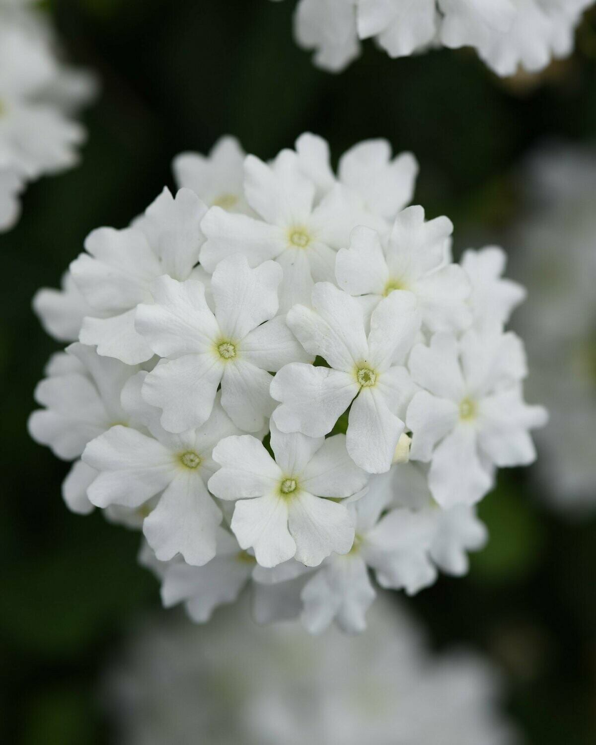 Verbena Firehouse White