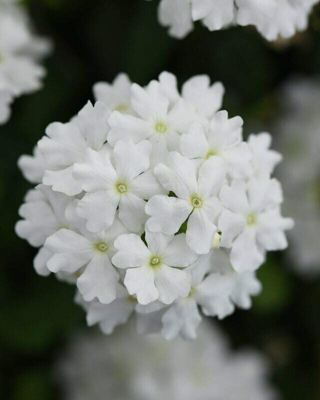 Verbena Firehouse White