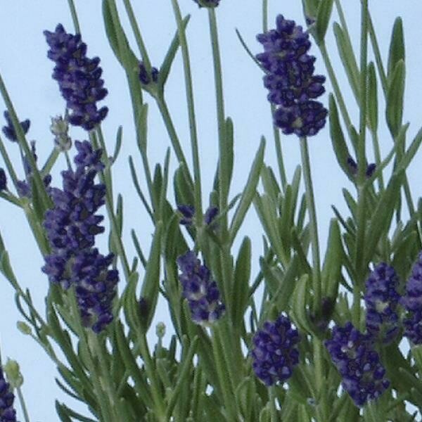 Munstead Purple Lavender