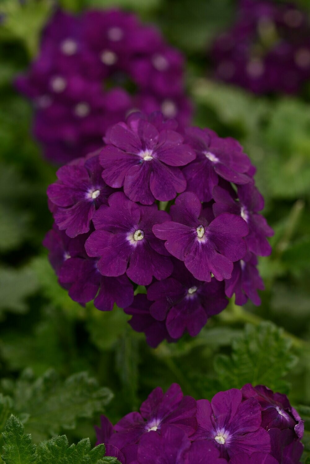 Verbena Firehouse Purple