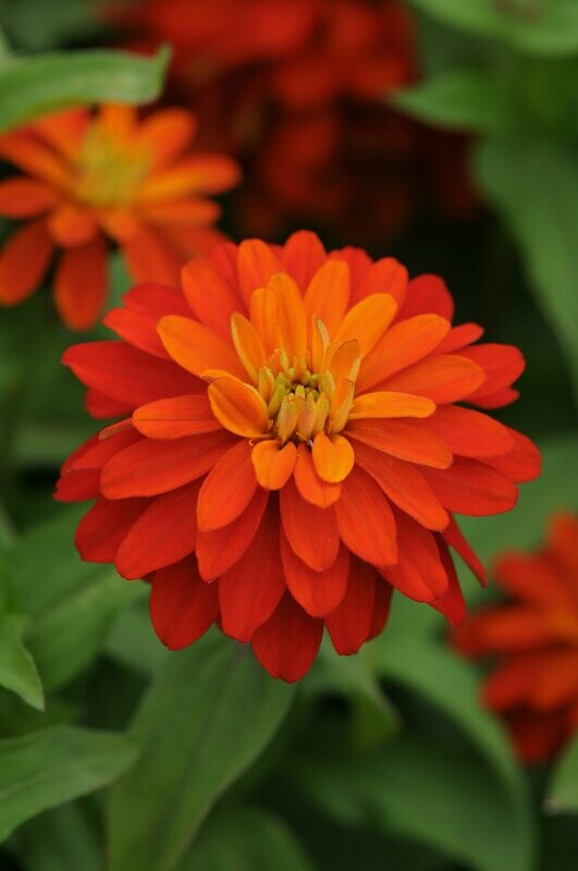 Zinnia Zahara Double Fire