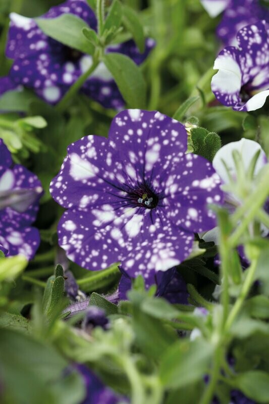 Petunia Headliner Night Sky Pot