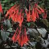 Fuchsia Gartenmeister