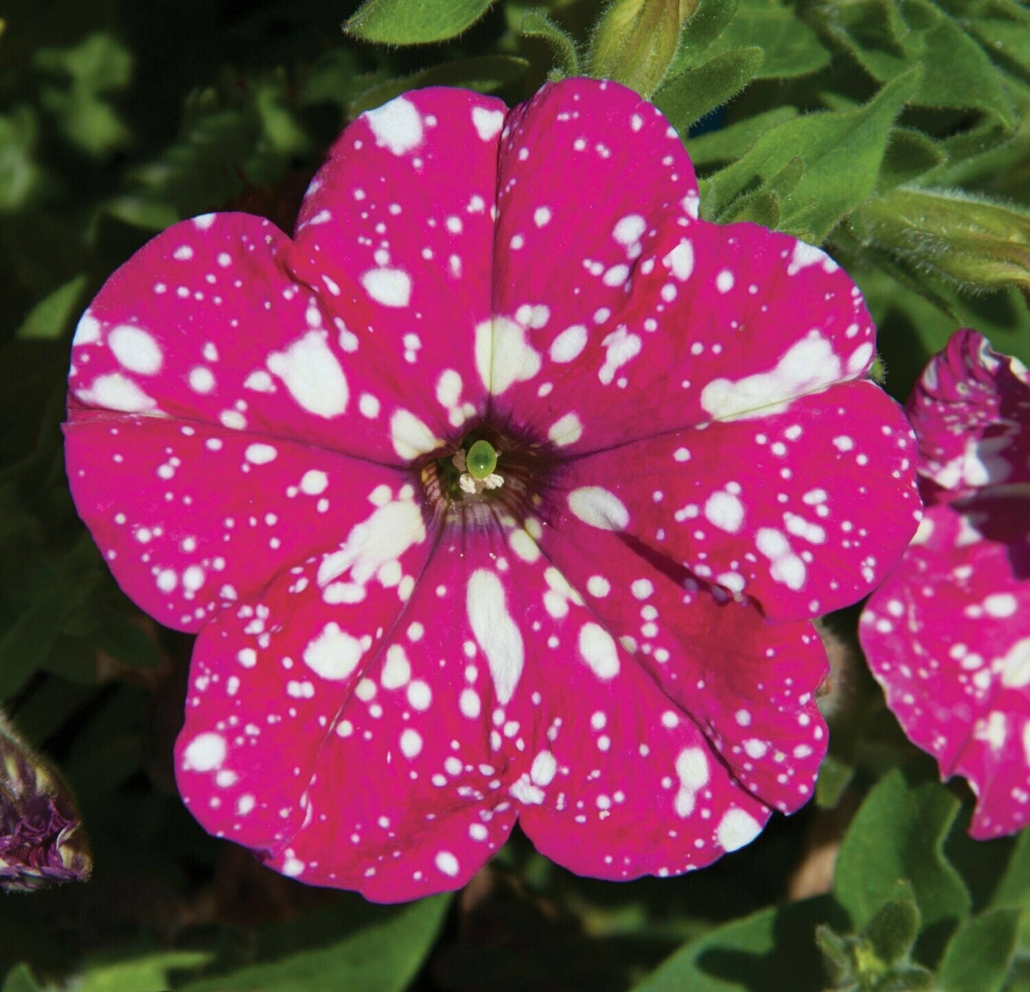 Petunia Headliner Pink Sky Pot