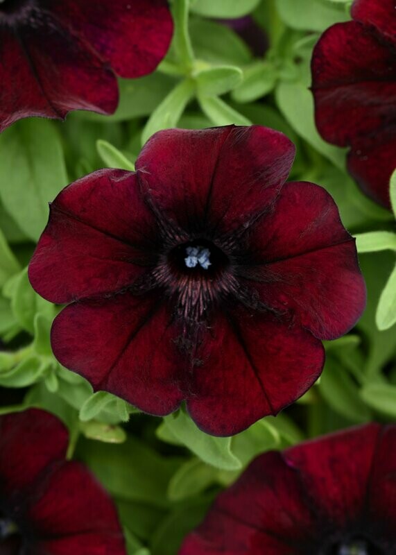 Petunia Starlet Pinot Red Pot