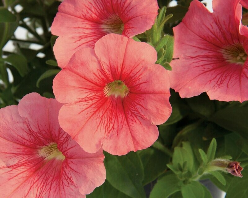 Petunia Starlet Salmon Red Vein Pot