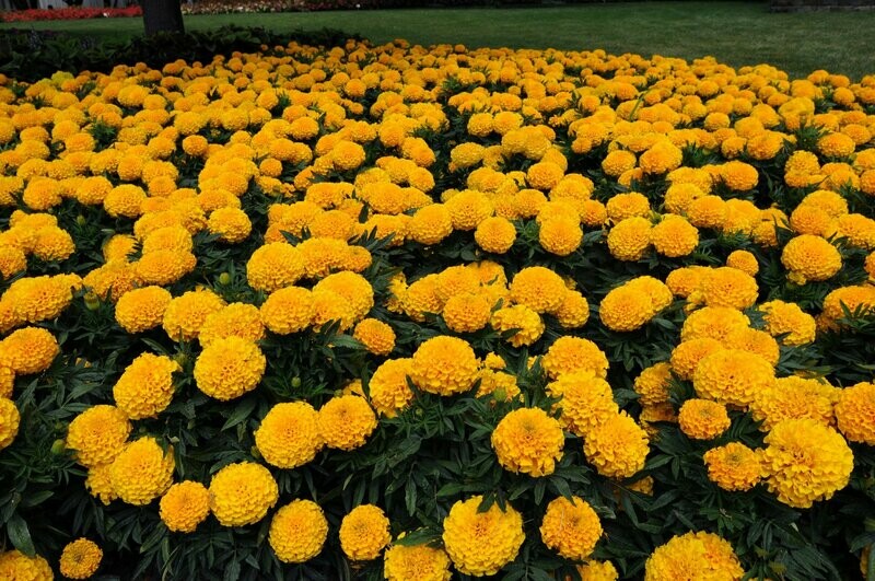 Marigold Taishan Gold