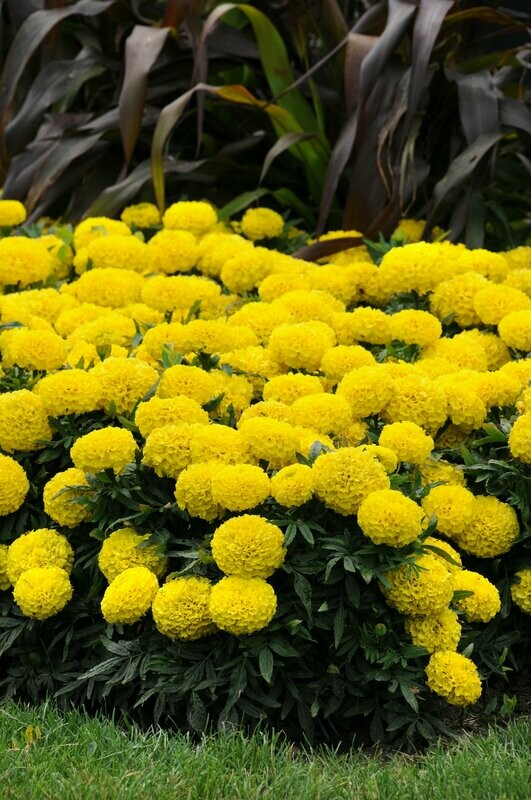Marigold Taishan Yellow