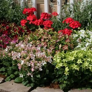 Nicotiana Starmaker Mix