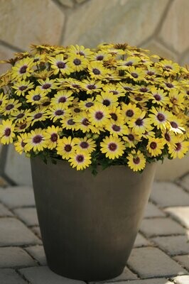 Osteospermum