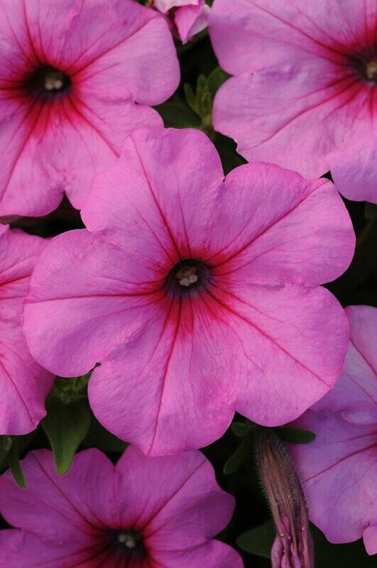 Petunia Wave Pink Passion Pot