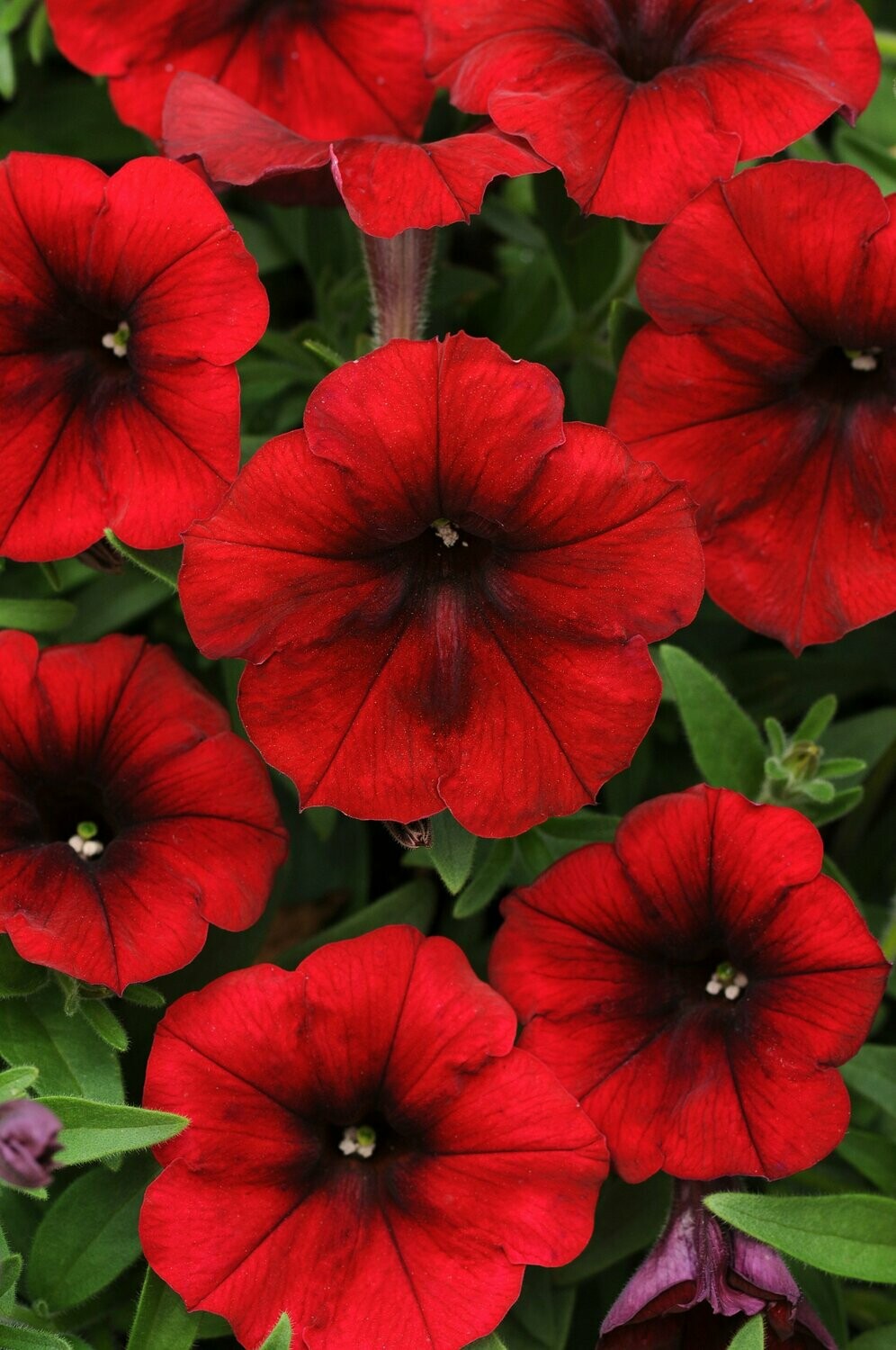 Petunia Wave Red Velour Pot