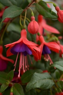 Fuchsia