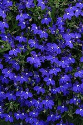 Lobelia