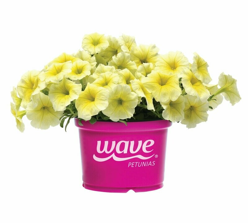 Petunia Wave Yellow Pot