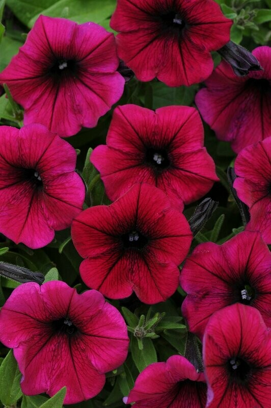 Petunia Wave Deep Purple