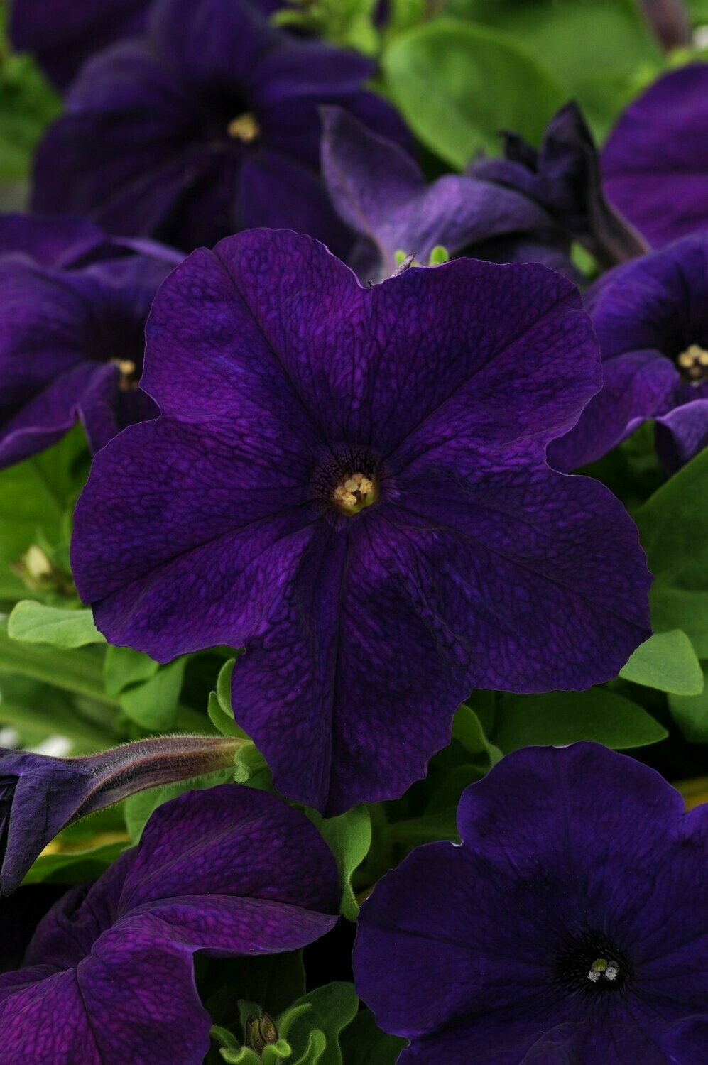 Petunia Pretty Grand Midnight