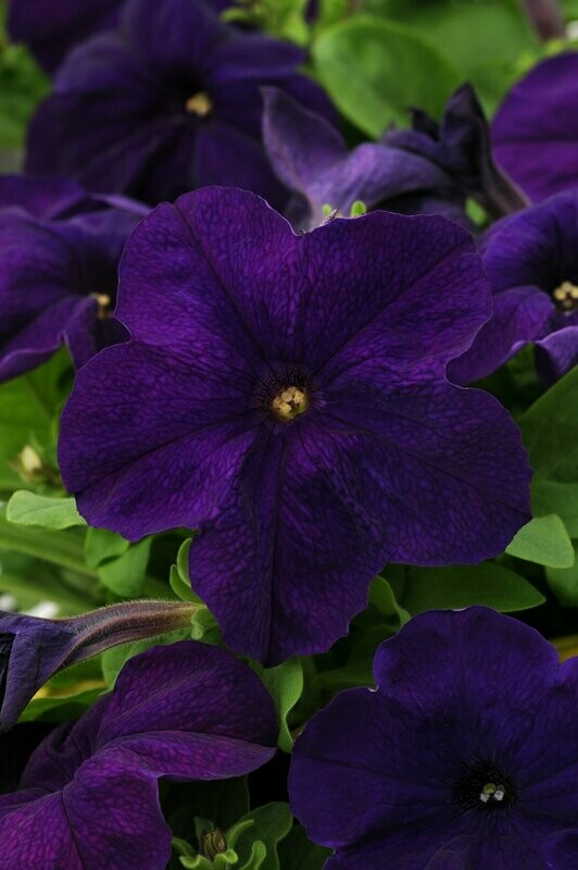 Petunia Pretty Grand Midnight