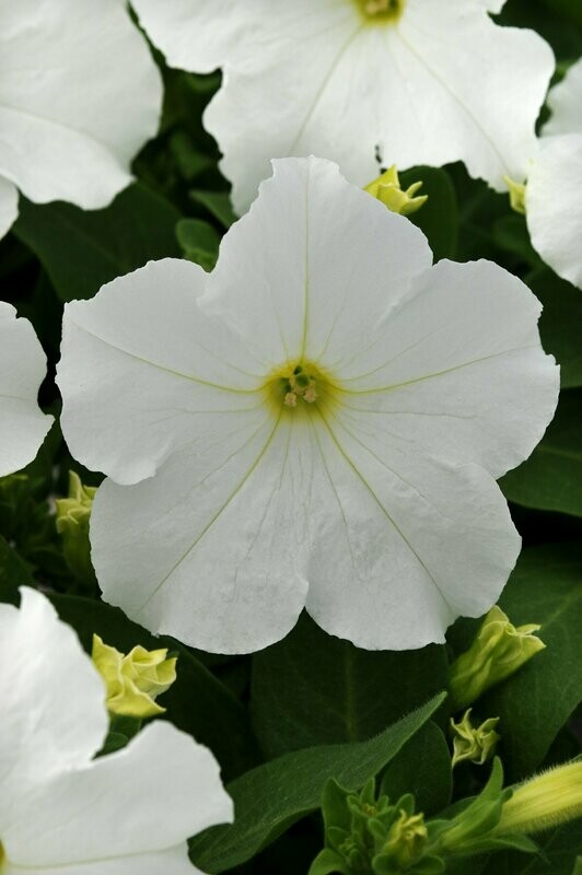 Petunia Pretty Grand White