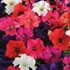Petunia Pretty Grand Formula Mix