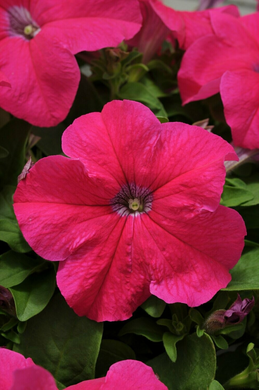 Petunia Pretty Grand Rose