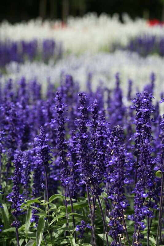 Salvia Victoria Blue