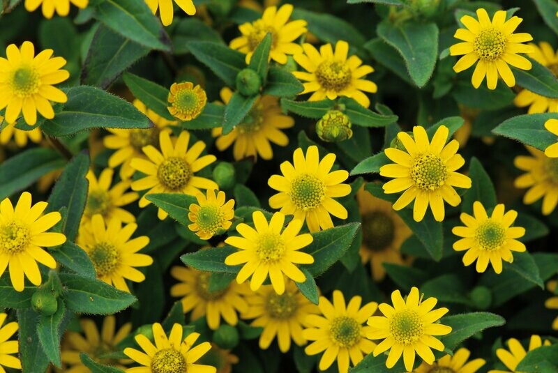 Sanvitalia  Tsavo Yellow
