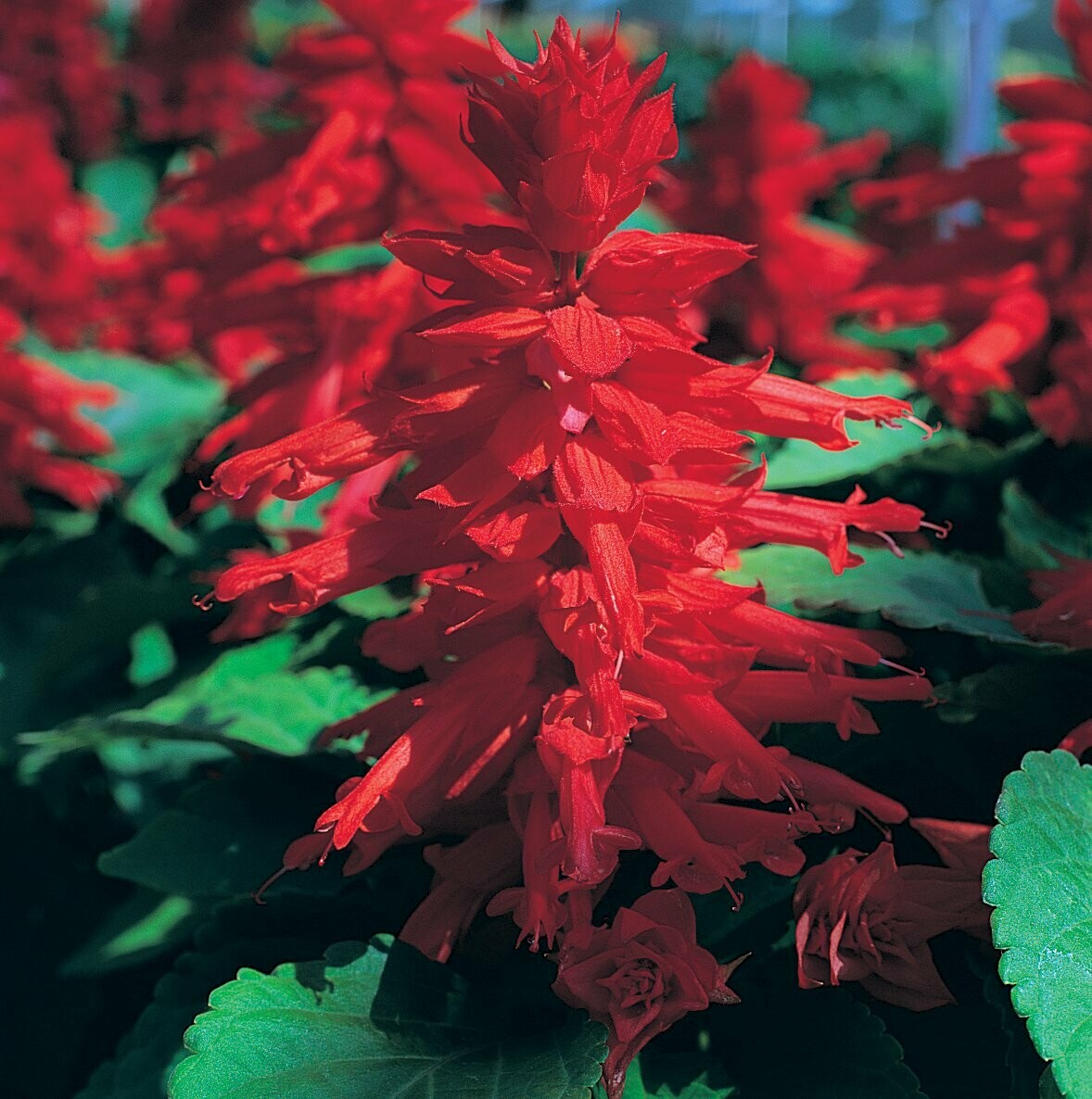 Salvia Sizzler Red