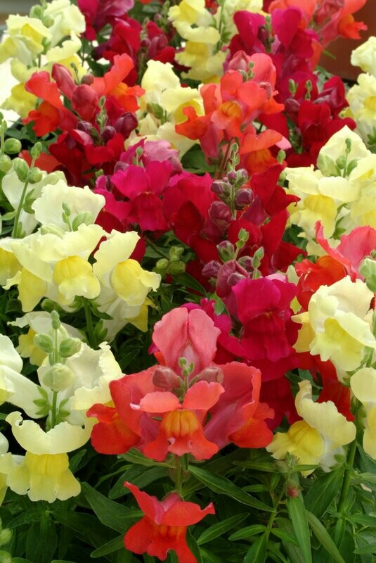 Snapdragon Liberty Classic Mix