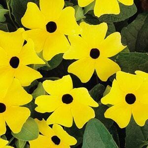 Thunbergia Sunny Lemon Star Basket