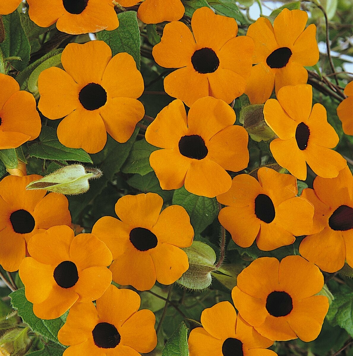 Thunbergia Sunny Orange Wonder Basket