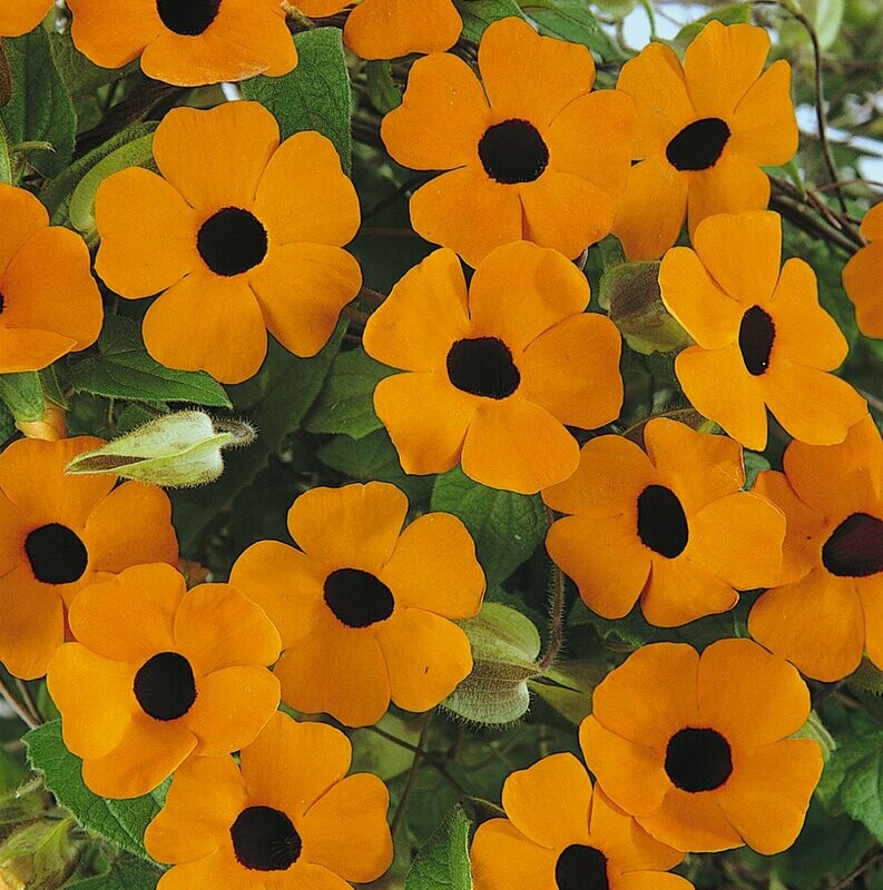 Thunbergia Sunny Orange Wonder Basket