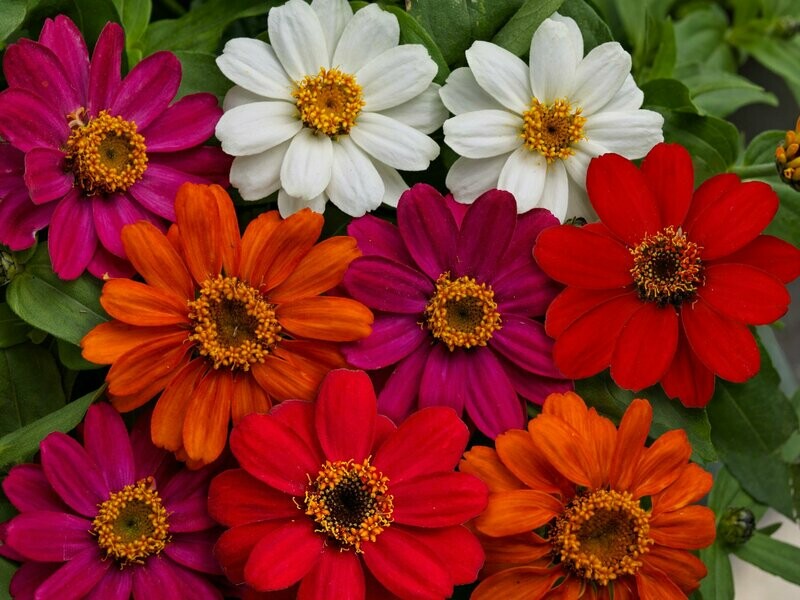 Zinnia Profusion 5 Color Mix