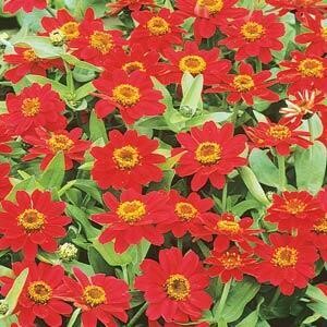 Zinnia Profusion Cherry
