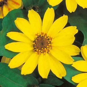 Zinnia Profusion Yellow